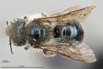 Media type: image;   Entomology 795030 Aspect: habitus dorsal view